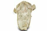 Superb, Fossil Oreodont (Eporeodon) Skull w/ Atlas Vertebra #372996-5